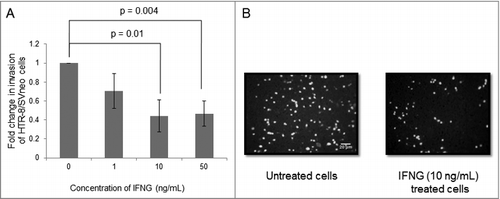 Figure 1. Effect of IFNG on the invasion of HTR-8/SVneo cells. The effect of varying concentrations (0, 1, 10, 50 ng/mL) of IFNG on the invasion of HTR-8/SVneo cells was determined by Matrigel matrix invasion assay as described in Materials and Methods. Panel A shows the fold change in invasion after treatment with IFNG for 24 h as compared to untreated HTR-8/SVneo cells. The results are shown as mean ± S.E.M. of three independent experiments. Panel B shows representative images of invaded HTR-8/SVneo cells with and without treatment of IFNG (10 ng/mL) for 24 h. p ≤ 0.05 was considered statistically significant.