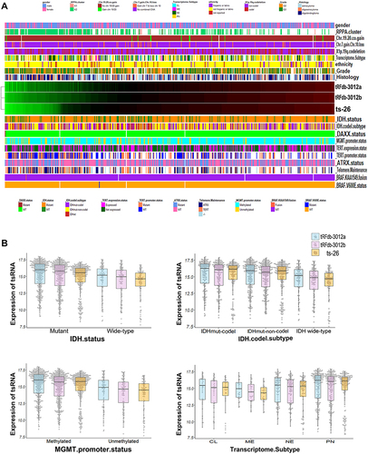 Figure 4 Correlation analysis of tRNA-Leu-CAA-derived tsRNA expression with the primary pathology characteristics. (A) Hierarchical clustering heatmap of tsRNA expression and the pathology characteristic parameters. (B) Bee-swarm plus box plots between tRNA-Leu-CAA-derived tsRNA (tRFdb-3012a, tRFdb-3012b, and ts-26) expression with four pathology parameters (IDH status, IDH-codeletion subtype, MGMT promoter status, and transcriptome subtype).