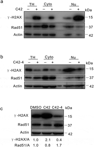 Figure 6. C42 and C42-4 differentially regulated the expression of γ-H2AX and Rad51. (a and b) After treated with C42 (0.5 μmol/L) or C42-4 (0.5 μmol/L) for 2 h, subcellular fractionation of HeLa cells was performed and immunoblotting was carried out in cytoplasmic (Cyto) and nuclear (Nu) fractions using the antibody of γ-H2AX and Rad51, respectively. (c) HeLa cells were challenged with C42 (0.5 μmol/L; 2 h) or C42-4 (0.5 μmol/L; 2 h), cells were lysed and subjected to immunoblotting with the antibodies indicated. Both the ratios of γ-H2AX or Rad51to actin were adjusted and showed below the blots. TH: Total homogeneous of cell.