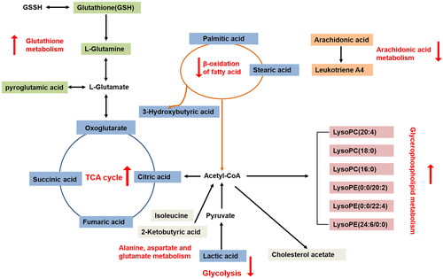 Figure 11. The network of potential biomarkers of styrax treated on MCAO-induced cerebral ischemic injury rats. Different colors represent different metabolic pathways, with red arrows pointing upward, indicating upregulation, and red arrows, pointing downward, indicating downregulation.