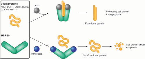 Figure 2. Inhibition of HSP90 prevents the correct folding of client proteins and leads to their degradation. ATP: Adenosine triphosphate; CDK: Cyclin-dependent kinase; EGFR: Epidermal growth factor receptor; HER2: Human epidermal growth factor receptor 2; HIF-1: Hypoxia-inducible factor 1; HSP 90: Heat shock protein 90; KIT: V-kit Hardy-Zuckerman 4 feline sarcoma viral oncogene homologue; PDGFR: Platelet-derived growth factor receptor.