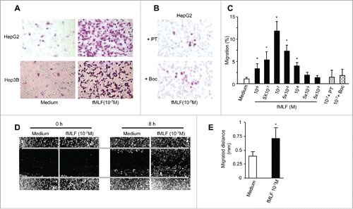 Figure 3. Responsiveness of human hepatoma cell lines to fMLF. (A) chemotaxis of HepG2 (upper panels) and Hep3B (lower panels) cells in response to 100 nM fMLF. (B) inhibition of HepG2 cell migration in response to 100 nM fMLF by pretreatment of the cells with PT (100 ng/mL) or the FPR1-specific antagonist tBoc-MLF (1 µM) for 30 min at 37°C. Representative results from three independent experiments are shown. (C) percentage of HepG2 cell migration in response to different concentrations of fMLF (in the presence or absence of PT or tBoc-MLF) over total loading cells. (D) and (E), motility in wound-healing model. HepG2 cells grown to confluence on plastic were scratched to create a wound. p < 0.05, vehicle-treated vs. fMLF-treated cells. (D) cells in 10 % FCS/DMEM were photographed at 0 and 8 h. The results are representative of three independent experiments. (E) the mean distance (mm) of leading cells moving toward the ‘wound’ area was assessed. *Indicates significantly slower locomotion of HepG2 cells treated with vehicle (n = 3) * p < 0.05, vehicle-treated vs. fMLF-treated cells.