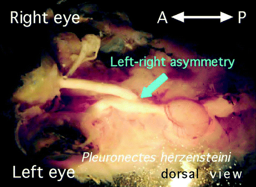 Figure 7.  Decussation pattern within the optic chiasm of Pleuronectes herzensteini (Japanese flounder), which has a remarkably asymmetrical body. At the chiasm, the left optic nerve always ran dorsally to the right; all specimens showed definite laterality of the chiasmic pattern (n=10/10). This figure is viewed from the dorsal side.