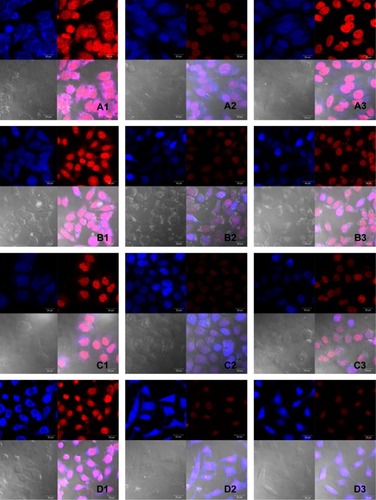 Figure 4 Confocal microscopy images of ASGPR-positive HepG2 cells (A), BEL7402 cells (B), SMMC7721 cells (C), and ASGPR-negative NIH 3T3 cells (D) treated with free DOX (1), DOX-loaded PLS (2), and Lf-PLS (3) for 4 hours at 37°C.Notes: The final DOX concentration in each formulation was 40 μg/mL. Cell nuclei were stained blue by DAPI, and DOX was shown as red fluorescence.Abbreviations: ASGPR, asialoglycoprotein receptor; DAPI, 4′,6-diamidino-2-phenylindole; DOX, doxorubicin; Lf-PLS, lactoferrin-modified PEGylated liposome; PEG, polyethylene glycol; PLS, PEGylated liposome.