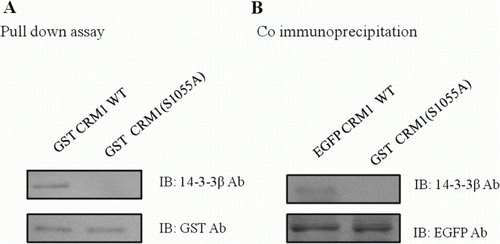 Figure 2.  Formation of CRM1 and 14-3-3 protein–protein complexes. CRM1 and 14-3-3 immunoprecipitates were analyzed using anti-14-3-3 and anti-CRM1. CRM1 precipitated from HEK 293 cells (A). GST-tagged CRM1 mutants were expressed in E. coli and prebound to GST-agarose beads that were incubated with HEK 293 cell lysates and analyzed using anti-14-3-3 (B).