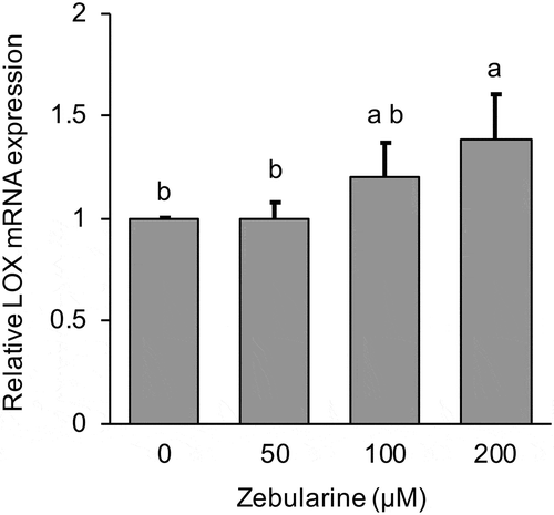 Figure 1. Effect of 0–200 µM zebularine on relative LOX mRNA expression in MG-63 cells after 24 h.LOX mRNA expression was analyzed by real time qRT-PCR and normalized to RPL32. Data are mean ± SD, n = 5. Bars with different letters differ significantly by Tukey Kramer’s test (p < 0.05).