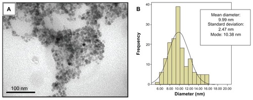 Figure 2 Characterization of maghemite nanoparticles. (A) Transmission electron photomicrograph of maghemite nanoparticles prior to the encapsulation process; (B) Histogram of the distribution of maghemite nanoparticle diameters.