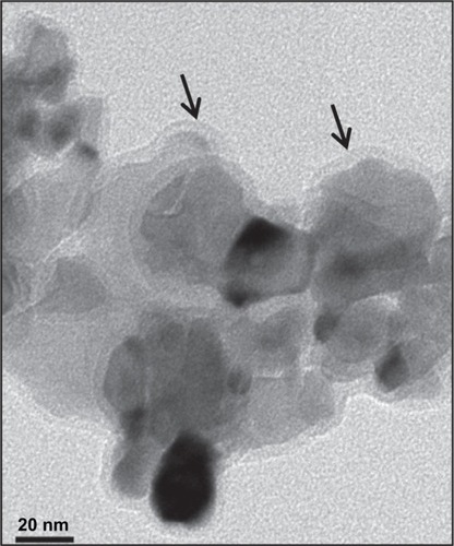 Figure 3 High-resolution transmission electron microscopy image of dextran-coated LSMO nanoparticles.Notes: A uniform layer of dextran around the LSMO core can be observed (black arrows).Abbreviation: LSMO, La0.7Sr0.3MnO3.