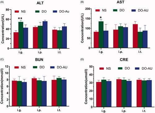 Figure 9. Bio-safety of material. (A–D) The blood biochemical analysis of ALT, AST, BUN, and CRE, respectively. *p<.05, **p<.01 compared to the control.