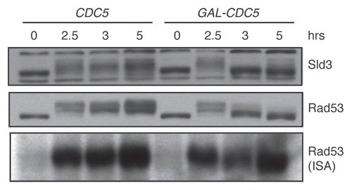 Figure 1 In vivo inhibition of Rad53 activity by CDC5 overexpression. DNA damage was induced at the zero time point in strains yDPT195-1 (cdc13-1 SLD3-3xFLAG::HYG) and yDPT196-1 (cdc13-1 SLD3-3xFLAG::HYG URA3::GalCDC5). After overnight growth in rich media with 2% raffinose, cultures were shifted to 32°C, the non-permissive temperature of the cdc13-1 allele. After two hours, 10 µg/ml nocodazole and 2% galactose, to induce CDC5, were added to the cultures. The samples were collected at the indicated time points and analyzed by western blot and ISA. Sld3 and Rad53 were detected in the western blot with α-FLAG and α-Rad53 (DAB001, gift from the Durocher lab) antibodies, respectively.
