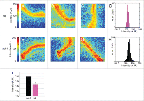 Figure 3. FT-IR detects differences between the relative protein levels in wild-type hermaphrodites and ncl-1 mutants. A-C and E-G show relative intensity heat maps of the absorption in the 1584–1718 cm−1 (amide I) region by dissected intestinal tissue. N2 indicates the wild-type strain, Bristol N2; ncl-1 denotes ncl-1(e1865). There is a modest trend for the relative intensities to be higher in the ncl-1 mutants than in wild type, corresponding to an increased proportion of proteins. D, H and I show quantification of the relative intensity data shown in the images. D and H show histograms giving the distributions of the relative intensities for pixels from the regions outlined in C and G respectively. N2 indicates the wild-type strain (pink), Bristol N2; ncl-1 denotes ncl-1(e1865) (black). I shows a graph of the average relative intensities of all pixels from 3 independent images of worms of either genotype. Between 593 and 875 spectra from each image were used for the calculations.