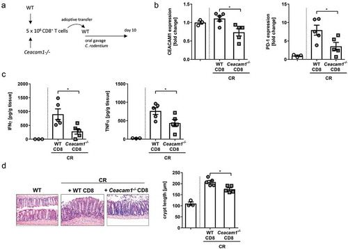 Figure 8. Adoptive transfer of CEACAM1 deficient CD8+ T cells modulates C.rodentium induced colitis. CD8+ T cells were isolated from the spleen of either Ceacam1−/− or WT mice and 5 × 106 purified CD8+ T cells were adoptively transferred into WT mice prior to infection with ~ 2 × 109 CFU of C.rodentium. (a) Experimental setup. (b) PD-1 and CEACAM1 expression was analyzed in the colon of infected mice 10 days post infection. (c) Colonic cytokine secretion was determined 10 days post infection. (d) Representative H&E staining of colon sections and crypt length from infected mice either after transfer of WT CD8+ T cells or transfer of CD8+ T cells from Ceacam1−/− mice. All data are presented as mean ± SEM. Statistics were performed using the Student’s t-test (*,p<.05;).