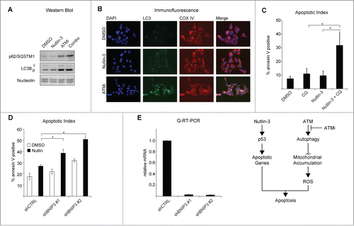 Figure 4. Inhibition of ATM blocks autophagy. (A) HCT116 cells were treated as indicated for 24 hours prior to preparation of lysates and protein gel blotting with the antibodies shown. (B) Cells were treated as in (A) prior to methanol fixation and immunostaining with the indicated antibodies. Images were acquired using an Olympus IX71 inverted microscope with an Olympus DP73 digital camera. Images were analyzed using ImageJ. (C) HCT116 cells were treated with 25 μM chloroquine, Nutlin-3 or the combination for 24 hours prior to analysis of apoptotic levels by Annexin V staining. (D) HCT116 cells stably expressing shRNAs targeting BNIP3 were treated with DMSO or Nutlin-3 for 24 hours prior to analysis of Annexin V staining by flow cytometer. (E) Q-RT-PCR confirmation of shRNA knockdowns. Data presented are average of at least 3 independent replicates +/− SEM. *P < 0.05, **P < 0.01. (F) Model.