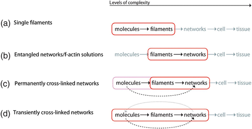 Figure 18. Depending on the system of interest, the involved levels of complexity are intertwined differently. (a) The properties of individual biopolymer filaments can be explained by its respective monomer level and reconstituted biopolymer solutions forming entangled networks are understood from a single filament level (b). As soon as elements start to bridge more levels of complexity, the situation quickly becomes more complicated. (c) Cross-linked actin networks, for instance, are more difficult to model than entangled solutions. Closed feedback loops across multiple levels (d), such as transiently cross-linked actin networks, inhibit further coarse-graining and hence make it a demanding task for theoretical modeling.