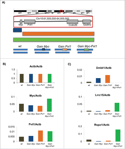 Figure 1. (A) Schematic of the engineered MMTV-Neu mouse model for the Gain (Myc), Gain (Pvt1) and Gain (Myc-Pvt1) animals from which mammary epithelium was obtained. Following RNA-SEQ analyses FPKM transcript abundance further normalized by the levels observed for Actb for (B) Actb, Myc and Pvt1 and (C) Dmbt1, Lrrc1, and Rspo1 are plotted using colors defined in the engineering schematic above.