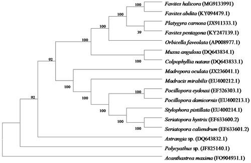 Figure 1. Molecular phylogeny of Favites halicora and other related species in Scleractina based on complete mitogenome. The complete mitogenome is downloaded from GenBank and the phylogenic tree is constructed by the maximum-likelihood method with 1000 bootstrap replications. The gene’s accession number for tree construction is listed as follows: Favites halicora (MG9133991), Favites abdita (KY094479.1), Madracis mirabilis (EU400212.1), Stylophora pistillata (EU400214.1), Pocillopora eydouxi (EF526303.1), Pocillopora damicornis (EU400213.1), Seriatopora hystrix (EF633600.2), Seriatopora caliendrum (EF633601.2), Madrepora oculata (JX236041.1), Polycyathus sp. (JF825140.1), Mussa angulosa (DQ643834.1), Astrangia sp. (DQ643832.1), Acanthastrea maxima (FO904931.1), Colpophyllia natans (DQ643833.1), Platygyra carnosa (JX911333.1), Orbicella faveolata (AP008977.1), and Favites pentagon (KY247139.1).