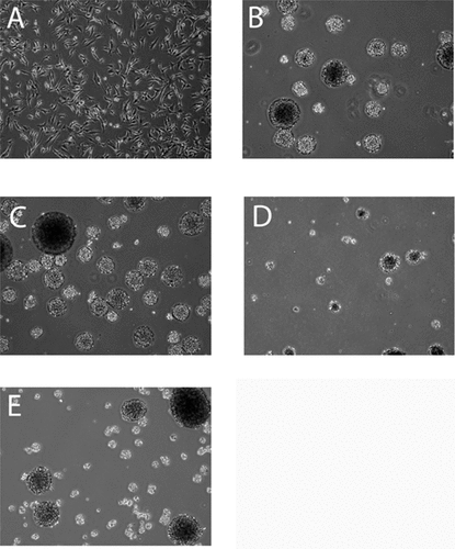 Figure 1. Low-power microscopy (40×) images of spheroids (neurospheres) generated using the low-cost (HMSF) media formulation.(A) U87-MG glioma in regular DMEM supplemented with 10% FBS; (B) U87-MG glioma after passaging in HMSF for two weeks, to induce spheroid formation; (C) human glioma spheroids established from a grade IV glioma (glioblastoma multiforme) after maintenance and passage in HMSF for six months; (D) spheroids established from a primary tumor tissue (grade III astrocytoma) after four weeks of passage; and (E) after two months of passage.