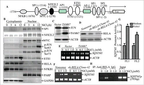 Figure 8. RELA was a key transcription factor mediating SQSTM1 transcription following nickel exposure. (A) Potential transcription factor binding sites in the SQSTM1 promoter region (-1734∼+38) were analyzed using the TRANSFAC 8.3 engine online. (B) 2 × 105 Beas-2B cells were seeded into each well of 6-well plates. The cells were exposed to 1.0 mM NiCl2 for the times indicated. The cell extracts were used to isolate cytoplasmic and nuclear fractions according to the protocol of the nuclear/cytosol fractionation kit. The isolated protein fractions were subjected to western blot. GAPDH and PARP were used as control for cytosol or nuclear protein loading, respectively. (C) Beas-2B(Vector) and Beas-2B(TAM67) cells were extracted with SDS-sample buffer and the cell extracts were analyzed by western blot with a specific anti-JUND antibody. (D) Stable Beas-2B(shRELA) and Beas-2B(Nonsense) cells were extracted with SDS-sample buffer and the cell extracts were analyzed by western blot with specific anti-RELA antibody. ACTB was used as a control for protein loading. (E and F) 2 × 105 Beas-2B(TAM67) (E) or Beas-2B(shRELA) (F) cells and their corresponding vector transfectants were seeded into each well of 6-well plates. After the cell density reached 80∼90%, the cells were exposed to NiCl2 for 12 h and the cells were then extracted with Trizol reagent for total RNA isolation. SQSTM1 was amplified with specific primers by RT-PCR. ACTB was used as an internal control. (G) 1×104 Besa-2B cells transfected with SQSTM1 full-length promoter-driven luciferase reporter (FL1) or NFKB-binding site-deleted SQSTM1 promoter-driven luciferase reporter (FL2) were seeded into each well of 96-well plates. After being cultured overnight, the cells were treated with 1.0 mM NiCl2 for 24 h. The luciferase activity was then determined and the results are presented as SQSTM1 promoter activity, relative to medium control. Each bar indicates the mean and SD of triplicate assay wells. The symbol (*) indicates a significant increase in comparison to the medium control (p < 0.05). The symbol (♣) indicates a dramatic decrease as compared to the Beas-2B cells transfected with FL1 (p < 0.05). (H) 1 × 106 Beas-2B cells were seeded into 100-mm dishes. After the cell density reached 80∼90%, the cells were exposed to 1.0 mM NiCl2 for 12 h. A ChIP assay was performed with anti-RELA antibody to determine RELA binding to the SQSTM1 promoter as described in “Materials and Methods.”