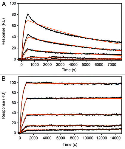 Figure 2. Surface Plasmon Resonance (SPR) measurements of adalimumab Fab (A) and the best hit after one round of APC and two rounds of DBR screening, 4.2a_6 (B). Adalimumab Fab was detected with a KD of 180 pM, 4.2a_6 with <1 pM.