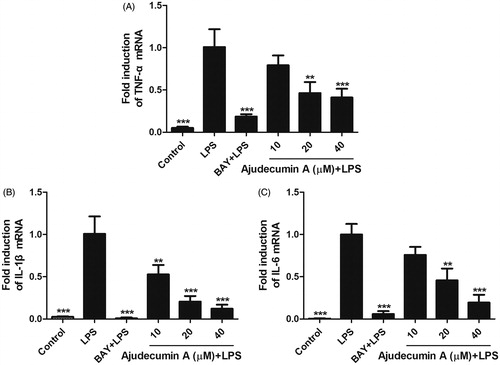 Figure 3. Ajudecumin A suppressed the mRNA expression of pro-inflammatory cytokines in LPS-stimulated RAW264.7 cells. Cells were pre-treated with various concentrations of Ajudecumin A and BAY 11-7082 (5 μM) for 2 h, and then cultured with LPS (0.5 μg/mL) for 24 h. The mRNA levels of TNF-α (A), IL-1 β (B), and IL-6 (C) were measured by qRT-PCR with GAPDH used as an internal control. All data are represented as mean ± SD, n = 6. *p < 0.05, **p < 0.01, ***p < 0.001 vs. LPS control.