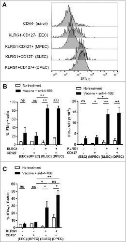 Figure 7. KLRG1+ CD8+ T cell subsets from combination treated mice have enhanced proliferation and IFNγ production. C57BL/6 wild-type (WT) mice were challenged with 1 × 105 Eμ-myc 4242 tumor cells and given combination treatment commencing on day 6 (n=4 per group), or left untreated. Splenic preparations from treated and untreated mice were subject to immunofluorescence staining and cytofluorimetric analysis. (A) Representative flow cytometry histograms of intracellular interferon γ (IFNγ) levels in the different activated CD8+ T-cell subsets (gated from total CD44+ cells) and naive CD8+ T cells (CD44-) isolated from the spleen of a combination treated tumor-bearing mouse at day 19. (B) The percentage of each CD8+ T cell subset producing IFNγ (left graph) and mean fluorescent intensity (MFI) of IFNγ expression on IFNγ+ cells (right graph) from the spleens of untreated or combination treated mice at day 19 post-tumor inoculation. (C) The percentage of CD8+ T-cell subsets that produced IFNγ and incorporated BrdU in vivo. Data in B and C show means ± SEM; *P < 0.05; **P < 0.01; ***P < 0.001; ns = not significant, unpaired t-test.