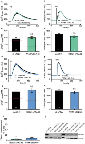 Figure 5. TRAM1 depletion plus live-cell Ca2+ imaging does not reveal a TRAM1 function in the Sec61-channel opening