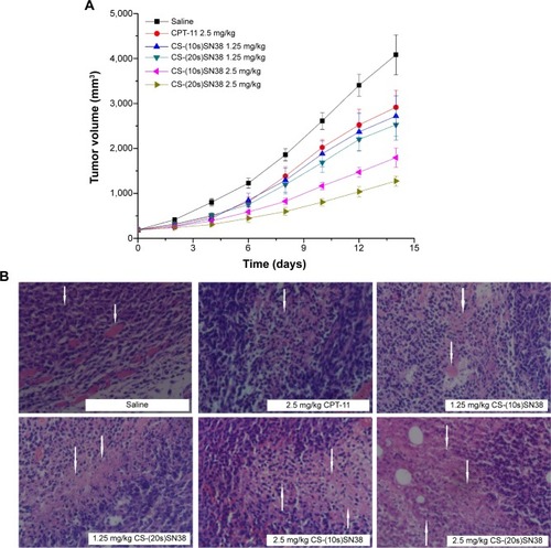 Figure 12 In vivo antitumor results of CT26 xenograft BALB/c mice; (A) the tumor growth curves of CT26 xenograft BALB/c mice after intravenous administration of saline, CPT-11, CS-(10s)SN38, and CS-(20s)SN38, (B) pathological section images of cancer tumor of BALB/c mice treated by CPT-11, CS-(10s)SN38, and CS-(20s)SN38.Notes: Data are shown as mean ± standard deviation; n=8; magnification 400×. The white arrows in the saline group represent tumor cells and muscle infiltration; the white arrows in the other groups represent tumor tissue necrosis.Abbreviations: CPT-11, irinotecan; CS-(10s)SN38, chitosan-(C10-OH)SN38; CS-(20s)SN38, chitosan-(C20-OH)SN38; SN38, 7-Ethyl-10-hydroxycamptothecin.