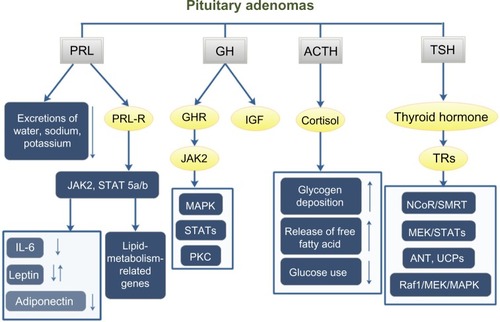 Figure 1 PA affects the whole-body metabolism through the pituitary hormones.