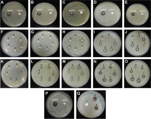 Figure 5 Effects of partially purified silver nanoparticle pellet solution on various pathogens.Notes: Zones of inhibition of partially purified silver nanoparticle pellet solution and silver nitrate (AgNO3) (both at same concentration, 30 μL [100 mg/L]) against Salmonella enterica (A), Escherichia coli (B), Vibrio parahaemolyticus (C), Bacillus anthracis (D), and Bacillus cereus (E). Zones of inhibition of standard antibiotic discs against pathogenic bacteria Salmonella enterica (F), Escherichia coli (G), Vibrio parahaemolyticus (H), Bacillus anthracis (I), and Bacillus cereus (J). Zones of inhibition of standard antibiotic discs with silver nanoparticles against Salmonella enterica (K), Escherichia coli (L), Vibrio parahaemolyticus (M), Bacillus anthracis (N), and Bacillus cereus (O). Zones of inhibition of silver nanoparticles and silver nitrate against Candida albicans (P), cycloheximide (Q-7), Cycloheximide with AgNPs (Q-8,9). For (A–Q), the numbers, the corresponding antibiotics, and the corresponding concentrations of antibiotics are as follows: 1) lincomycin (MY15), 15 μg/disc; 2) oleandomycin (OL15), 15 μg/disc; 3) novobiocin (NV30), 30 μg/disc; 4) vancomycin (VA30), 30 μg/disc; 5) penicillin G (P10), 10 μg/disc; 6) rifampicin (RD5) 5 μg/disc; 7) cycloheximide, 10 μg/disc; 8) cycloheximide (10 μg/disc) with silver nanoparticles; and 9) cycloheximide (10 μg/disc) with silver nanoparticles.Abbreviation: AgNPs, silver nanoparticles.