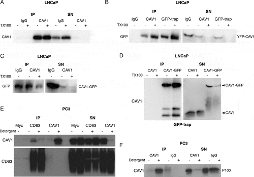 Figure 2. LNCaP cells release CAV1 in an antibody-accessible form. (A) Western blot of an immunoprecipitation of CAV1 from the S100 fraction of LNCaP cells with 48-h serum starvation with an α-CAV1 antibody demonstrating CAV1 can be immunoisolated in the absence of detergent. (B-D) CAV1 in the S100 fraction from LNCaP cells with 24-h serum starvation can be pulled down by anti-CAV1 antibodies and GFP-trap binding to fusion tags at both the N- and C-termini of CAV1 without detergent treatment. No tagged CAV1 was used as a negative control for GFP-trap in Figure 2D. (E) Immunoprecipitation of culture medium from 16-h serum-starved PC3 cells with an α-CD63 antibody results in the pulldown of CAV1 in the absence of detergent whereas immunoprecipitation with an anti-CAV1 antibody does not result in the isolation of CAV1 unless pre-treated with a detergent. (F) Western blot demonstrating pulldown of CAV1 from the P100 fraction of PC3 cells with 16-h serum starvation is dependent on detergent treatment. All western blots are representative blots chosen from three independent replicates