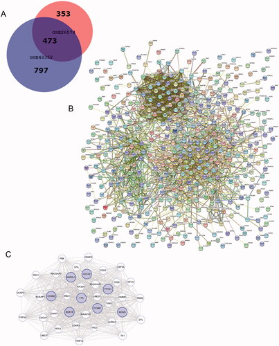 Figure 1. Venn diagram, PPI network, and the most significant module of DEGs. (A) DEGs were selected with a fold change >2 and p-value <.01 among the mRNA expression profiling chip datasets GSE48352 and GSE26574. The 2 datasets show an overlap of 473 genes in the Venn diagram. (B) The PPI network of DEGs was constructed using STRING. (C) The most significant module was obtained from the PPI network with 38 nodes. Significant edges are related to the cell cycle and they are marked in light blue.