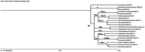 Figure 4a. Dendrogram based on ARDRA fingerprinting generated by 4 restriction endonucleases viz. AluI, HaeIII and AfaI/MspI profile of 20 isolated bacterial strains.