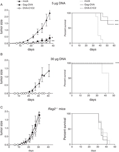 Fig. 4.  Prevention of tumour outgrowth by the two DNA vaccines. WT C57BL/6 (A, B) or immunodeficient Rag2 −/− C57BL/6 mice (C) were vaccinated once with Gag-OVA or OVA-C1C2 plasmid DNA at the dose of 5 µg (A) or 30 µg (B, C); and 10 days later, MCA-OVA tumour cells were grafted. Control mice were injected with the mock DNA. Results from the same experiment are shown as tumour size (left panel, mean±SD of 8 mice) and survival percentage (right panel). (A, B) are representative of 3 experiments, and (C) of 2 experiments. *p<0.05; **p<0.01 for tumour size (one-way ANOVA with repeated measures and Tukey post-hoc test); ***p=0.0005 for Gag-OVA; ***p=0.0002 for OVA-C1C2 for mice survival (log rank test).