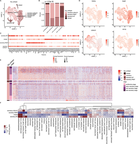 Figure 4 Epithelial cell clusters in human endometrium. (A) UMAP plot of epithelial cells color-coded according to the assigned cell subtypes. (B) The cell fractions of different epithelial cell types originating from different phases of menstrual cycle. (C) Bubble plots showing the expression levels of genes highly expressed in corresponding epithelial subtypes. (D) UMAP plot, color-coded for relative expression (lowest expression to highest expression, white to red) of marker genes. (E) Heat map showing the expression levels of genes highly expressed in corresponding epithelial cell subtypes. Enriched functions were indicated on the left. (F) Heat map showing the differences of pathway activities among epithelial subtypes.