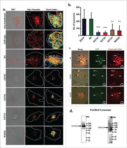 Figure 6. TRPV3 is present in lysosomes and OS-mutants alter lysosomal numbers and movement. (A) Time-series confocal images were acquired for analyzing lysosomal movements in stable cells expressing TRPV3-Wt –GFP or OS-mutants. DIC images (white dotted lines show the periphery of the cells) superimposed with the florescence images (for Lysotraker-red labeled Lysosomes, red circles). The track-index of Lysosomal movements are indicated by lines (Right panel). For more details see movies (S1-S5). (B) HaCaT cells stably expressing OS-mutants have lower number of lysosomes (labeled with Lysotracker red) than the cells expressing TRPV3-Wt-GFP (P-values: *** < 0.001, ** < 0.01 TRPV3-G573C or TRPV3-G573S; n = 20 cells in each case). (C) Confocal images of stable HaCaT cells show that both TRPV3-Wt-GFP and OS-mutants:localize (white arrows) in lysosomes in live cells. Colocalization experiments with TRPV3-G573A and TRPV3-W692G failed mainly due to the undetectable level of tagged proteins and absence of lysosomes properly labeled with Lysotracker red. (D) Western blot analysis of lysosomal fraction isolated from goat brain shows the presence of endogenous TRPV3 there (indicated by arrow) and enrichment of lysosomal fraction shown with lysosomal marker.