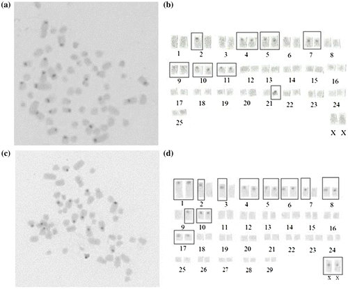 Figure 2. C band model in 2n = 52♀ (a, b) and 2n = 60♀ (c, d) metaphase plates of N. xanthodon.