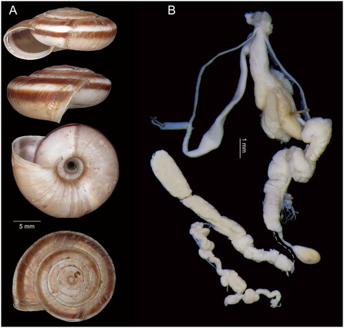 Figure 1. Species reference images of Laeocathaica amdoana Möllendorff, Citation1899 (voucher no. HBUMM08456).