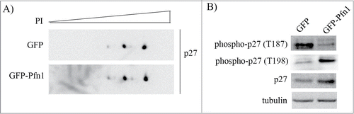 Figure 2. Pfn1 overexpression has site-specific effects on p27 phosphorylation in MDA-231 cells. (A) Total lysates prepared from sub-confluent cultures of GFP- and GFP-Pfn1-expressing MDA-231 cells were separated by 2D-gel electrophoresis and immunoblotted with p27 antibody. Higher amount of total protein was loaded for the GFP group to normalize the total p27 level between 2 groups. (B) Total cell extracts of GFP- and GFP-Pfn1 expressors were separated on an SDS-PAGE and immunoblotted with the indicated antibodies (tubulin blot serves as a loading control). These data are representative of 2–3 independent experiments.