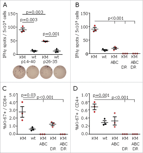 Figure 2. H3K27M p14–40 vaccination induces mutation-specific CD4+ and CD8+ IFNγ immune responses in MHC-humanized mice. (A) ELISpots of IFNγ splenocyte responses to H3K27M p14–40 (KM p14–40, red dots), the wild type control (wt p14–40, black dots), H3K27M p26–35 (KM p26–35, red dots) or the wild type control (wt p26–35, black dots) after vaccination of A2.DR1 mice with the 27mer H3K27M p14–40. (B) ELISpots of IFNγ splenocyte responses to H3K27M p14–40 (KM) in the presence of a pan-HLA class I blocking antibody (ABC), an HLA-DR blocking antibody (DR) or both antibodies after vaccination of A2.DR1 mice with H3K27M p14–40. (C, D) Intracellular flow cytometry of splenocyte CD8+ (C) or CD4+ (D) Ki-67 responses to H3K27M p14–40 (KM) in presence of a pan-HLA class I blocking antibody (ABC), an HLA-DR blocking antibody (DR) or both antibodies after vaccination of A2.DR1 mice with H3K27M p14–40. For ELISpot analyses, the numbers of spots to DMSO as negative control were subtracted. For flow cytometry, re-stimulation with the vehicle DMSO served as control, and gate frequencies were subtracted. Gated on living CD3+CD8+ or living CD3+CD4+ cells, respectively. Individual values and mean ± SEM of three mice per group are shown.
