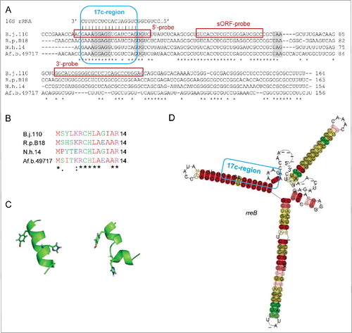 Figure 2. The conserved small RNA rreB contains a sORF and shows extended complementarity to the 3′-end of 16S rRNA. (A) Multiple sequence alignment of rreB mRNA and its homologs in 4 genera of Bradyrhizobiaceae. Asterisks mark invariant positions. The canonical SD sequence 5′-AGGAGG-3′, the GUG start codon and UAA or UAG stop codons are highlighted. The sequence of the 3′-end of 16S rRNA is shown on the top. The 17 nt region of perfect complementarity between rreB and 16S rRNA (17c-region) is framed in blue. Sequences targeted by 3 different probes in Northern blot hybridizations are framed in red (see Fig. 3 below). B.j.110, B. japonicum USDA 110; R.p. B18, Rhodopseudomonas palustris BisB18; N.h. 14, Nitrobacter hamburgensis X14; Af. b. 49717, Afipia broomeae ATCC 49717. An extended alignment is shown in Fig. S1. (B) Multiple sequence alignment of the small proteins RreB encoded by the sORFs presented in A). An extended alignment is shown in Fig. S1. (C) Predicted spatial structure of RreB from B. japonicum USDA 110. Aromatic amino acid residues are marked. (D) Predicted RNA secondary structure of the rreB homologs shown in A). The LocARNA color annotation shows the conservation of base pairs - highly reliable prediction is indicated by the red color.Citation36 Less conserved basepairs are indicated by grey letters.