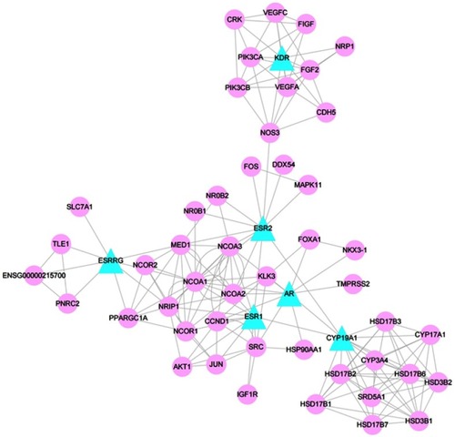 Figure 4 PPI network. Blue triangles represent common targets of epimedium and POI. Pink circles represent interacting proteins that directly or indirectly interacted with common targets. Edges represent interaction between targets.