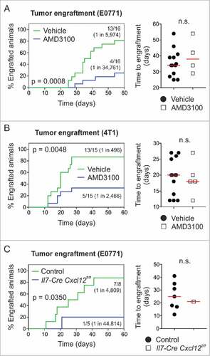 Figure 6. Pharmacological targeting of CXCR4 or conditional ablation of Cxcl12 depletes breast tumor-initiating potential. (A) 104 E0771 or (B) 103 4T1 cells were orthotopically grafted in syngeneic wild-type hosts (i.e., C57BL/6 or BALB/c) and animals were treated systemically (i.p.) with 5 mg/kg AMD3100 or vehicle (PBS) on days 0 and 3 post tumor challenge, respectively (n = 15–16). Tumor outgrowth and time to engraftment were monitored. (C) 104 E0771 cells were orthotopically grafted in Il7-Cre Cxcl12fl/fl hosts and Cre-negative controls (carrying homozygous Cxcl12fl/fl alleles), and tumor outgrowth and time to engraftment were monitored (n = 5–8). Statistical testing used: Log-rank test for Kaplan-Meier curves, and Mann-Whitney U test for the remaining panels.