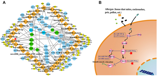 Figure 8 The network of differentially expressed miRNAs-mRNAs in the cGMP-PKG signalling pathway.