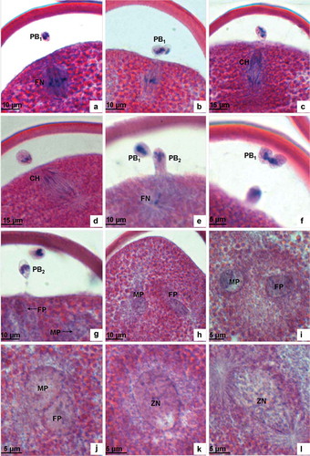 Figure 3. Light microscopic analysis of second meiosis. (a) The metaphase of the second meiosis showing the long axis of the spindle positioned perpendicular to the plasma membrane and chromosomes arranged in the equatorial plate. (b) The metaphase of the second meiosis showing the first polar body dividing. (c) The anaphase of the second meiosis showing chromosomes drawn by spindle fibres separating from each other and moving towards the two opposite poles. (d) The anaphase of the second meiosis showing the separated chromosomes moving towards the two opposite poles. (e) The telophase of the second meiosis showing the second polar body extruded. (f) The telophase of the second meiosis showing the first polar body cleaving into two parts. (g) Male and female pronuclei are formed after the second meiosis. (h–i) Male and female pronuclei migrating to the centre of the oocyte. (j) Male and female pronuclei combining. (k) Zygote nucleus. (l) In the prophase of the first cleavage, the spindle appears at the two poles of the nucleus. PB1, the first polar body; FN, female nucleus; CH, chromosome; PB2, the second polar body; FP, female pronucleus; MP, male pronucleus; ZN, zygote nucleus.