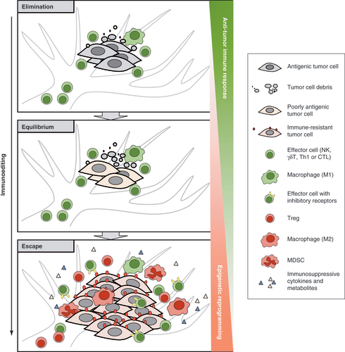 Figure 1. Schematic representation of the ‘3E’ theory.Cancer immunoediting includes three sequential phases: elimination, equilibrium and escape. At the elimination phase, antigenic cancer cells can be effectively removed by immune effector cells. At the equilibrium phase, some cancer cells which have a nonimmunogenic phenotype manage to evade the immune elimination and survive. As such, a balance is established between cancer and the immune system. At the escape phase, cancer evades the immune response through more complicated mechanisms, such as downregulating antigenicity, upregulating immune inhibitory molecules and generating an immunosuppressive TME flooded with suppressive cells and factors. Cancer manages to grow in an uncontrolled manner. In the whole process of immunoediting, the accumulation of epigenetic alterations leads to profound changes in tumor cells and tumor microenvironment that contribute to decreased antitumor immunity and tumor immune escape.