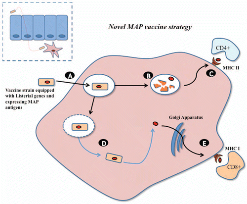 Figure 3 Novel patho-biotechnological vaccine development against Johne disease. A Lactobacillus strain, harbouring an expression vector encoding MAP antigens, will be equipped with an internalin from Listeria which will allow translocation across the epithelial barrier and subsequent phagocytosis by macrophages (A). In a similar manner to Listeria within the phagosome, a number of lactobacilli will be lysed allowing presentation of the expressed MAP antigens via the MHC class II pathway to stimulate strong CD4+ immune responses (B and C). Heterologously expressed listeriolysin O, from Listeria monocytogenes, will allow the Lactobacillus strain to escape the phagosome. (D) Expression of MAP antigens within the macrophage cytosol will stimulate strong CD8+ immune responses through the MHC class I pathway (E).