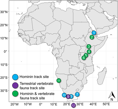 Figure 1. African Plio-Pleistocene and Holocene records of hominin and large animal fossil track sites. 1 – Danakil Desert, Eritrea (∼800 ka) (Archaeology News Network, Citation2016); 2 – Melka Kunture (Upper Awash Valley), Ethiopia (∼700 ka) (Altamura et al., Citation2018); 3 – Koobi Fora (∼1.5 Ma), Ileret (∼1.52 Ma), and GaJi10 sites (∼1.43 Ma) (Okote Member, Koobi Fora Formation), Lake Turkana, Kenya (Behrensmeyer & Laporte, Citation1981; Bennett et al., Citation2009; Citation2014; Brown et al., Citation2006; Hatala et al., Citation2017; Roach et al., Citation2016); 4 – Sandai Plain (Loboi Silts), Lake Bogoria, Kenya (Late Pleistocene) (Scott et al., Citation2008); 5 – Engare Sero, Lake Natron, Tanzania (5760 ± 30 to 19.1 ± 3.1 ka) (Balashova et al., Citation2016; Hatala et al., Citation2020; Liutkus-Pierce et al., Citation2016; Zimmer et al., Citation2018); 6 – Laetoli, Tanzania (∼3.6 Ma) (Day & Wickens, Citation1980; Leakey, Citation1978b; Raichlen et al., Citation2010); 7 – Nahoon Site, Eastern Cape Province, South Africa (∼124 ka) (Jacobs & Roberts, Citation2009; Roberts, Citation2008); 8 – Brenton-on-Sea, Western Cape Province, South Africa (∼90 ka) (Helm, McCrea, et al., Citation2018); 9 – Still Bay, Western Cape Province, South Africa (∼90 ka) (Helm, Cawthra, de Vynck, et al., Citation2019; Roberts et al., Citation2008); 10 – Langbaan Lagoon, Western Cape Province, South Africa (∼117 ka) (Berger & Hilton-Barber, Citation2000; Roberts & Berger, Citation1997); 11 – Namib Sand Sea, Walvis Bay, Namibia (late Holocene) (Morse et al., Citation2013); 12 – Cape south coast sites, South Africa (Late Pleistocene) (Helm, Cawthra, Combrink, et al., Citation2020; Helm, Cawthra, Cowling, et al., Citation2020; Helm, Cawthra, de Vynck, et al., Citation2019; Helm, Cawthra, et al., Citation2018; Helm et al., Citation2017; Helm et al., Cawthra, Hattingh, 2019; Roberts, Citation2008; Roberts et al., Citation2008).