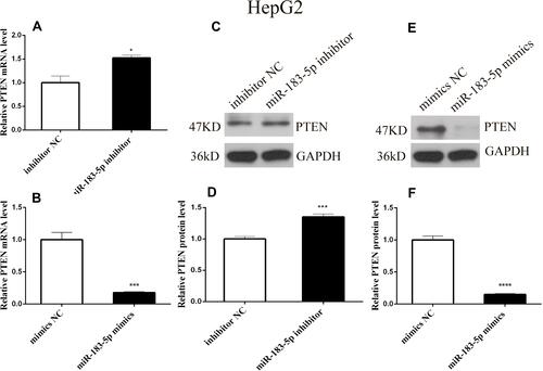 Figure 5 PTEN is a potential target gene of miR-183-5p.