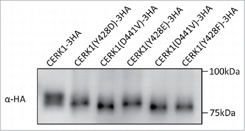 Figure 2. Evaluation of the phosphorylation status of CERK1 expressed in N. benthamiana. Tobacco leaves expressing CERK1 were collected 24h after infiltration. Microsomal fraction was prepared from the leaves and solubilized with TBS containing 1% TritonX-100 as reported previously.Citation18 Samples corresponding to 10 µg protein were subjected to SDS-PAGE and detected by western blotting with anti-HA antibody (SIGMA).