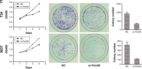 Figure 3 Trim59 inhibits cell apoptosis and promotes cell proliferation of Bca cell lines.